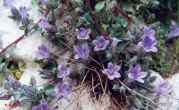 /album/wildflowers/campanula-cymea-kymi-eyvoias-jpg/